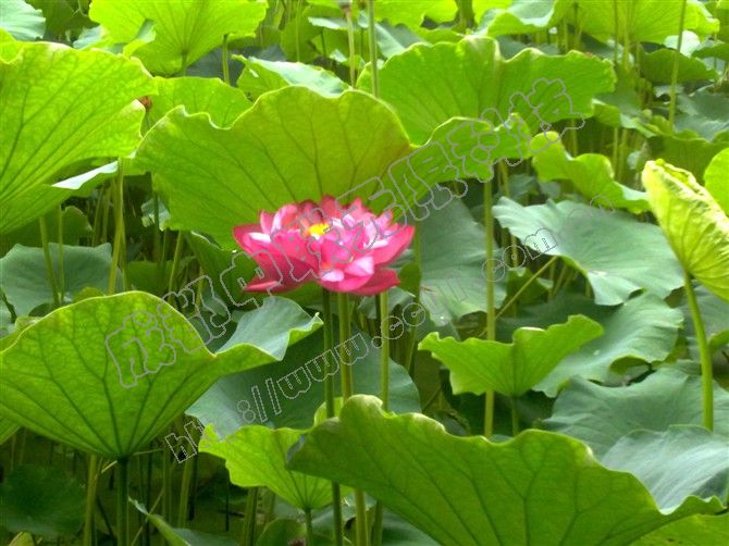 荷花